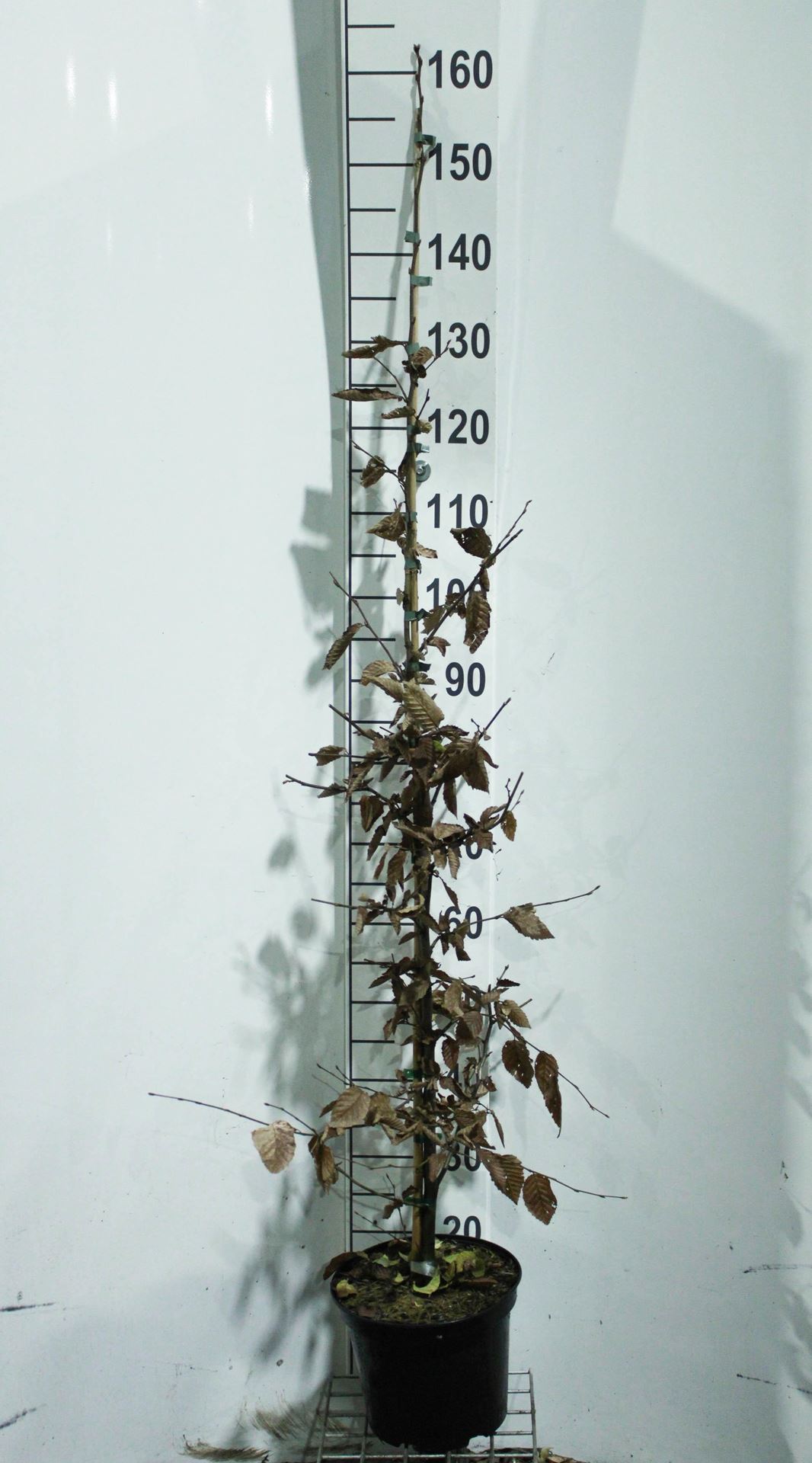 Carpinus betulus - pot 5L - 125-150 cm afbeelding