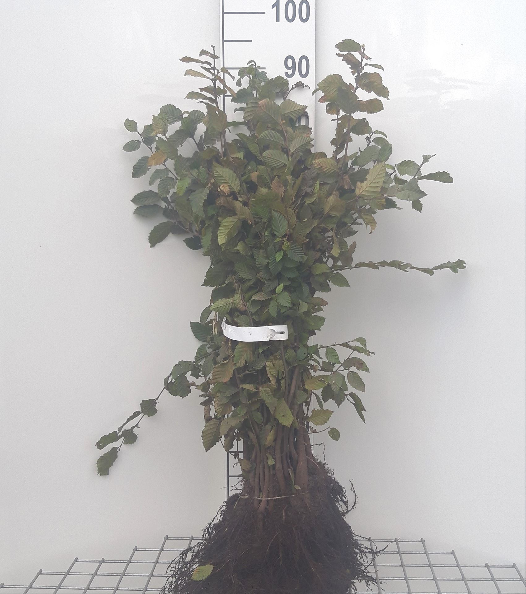Carpinus betulus - blote wortel - 40-60 cm - 1+1 (leeftijdscode) afbeelding
