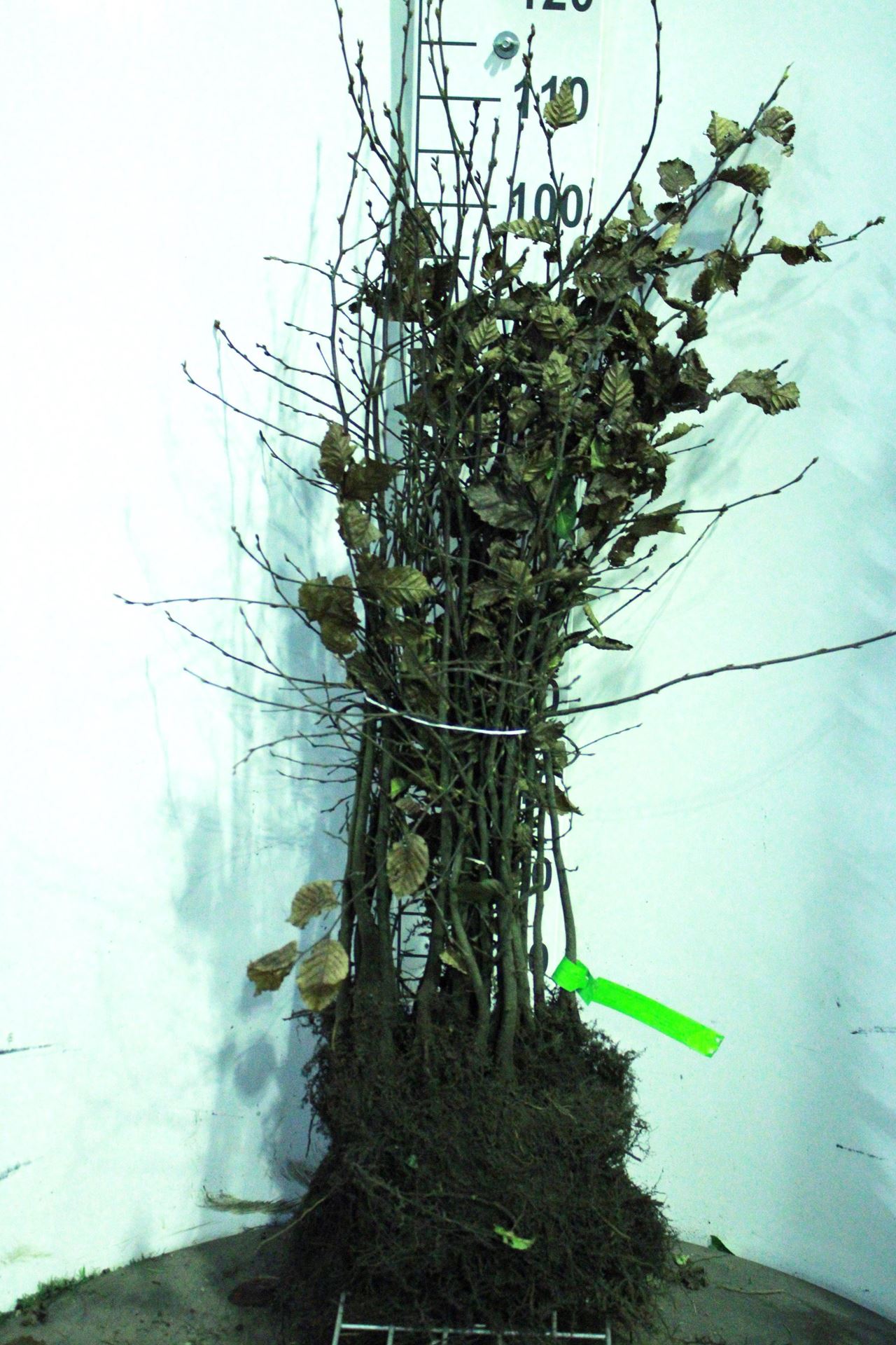 Carpinus betulus - blote wortel - 80-100 cm - 1+1 (leeftijdscode) afbeelding