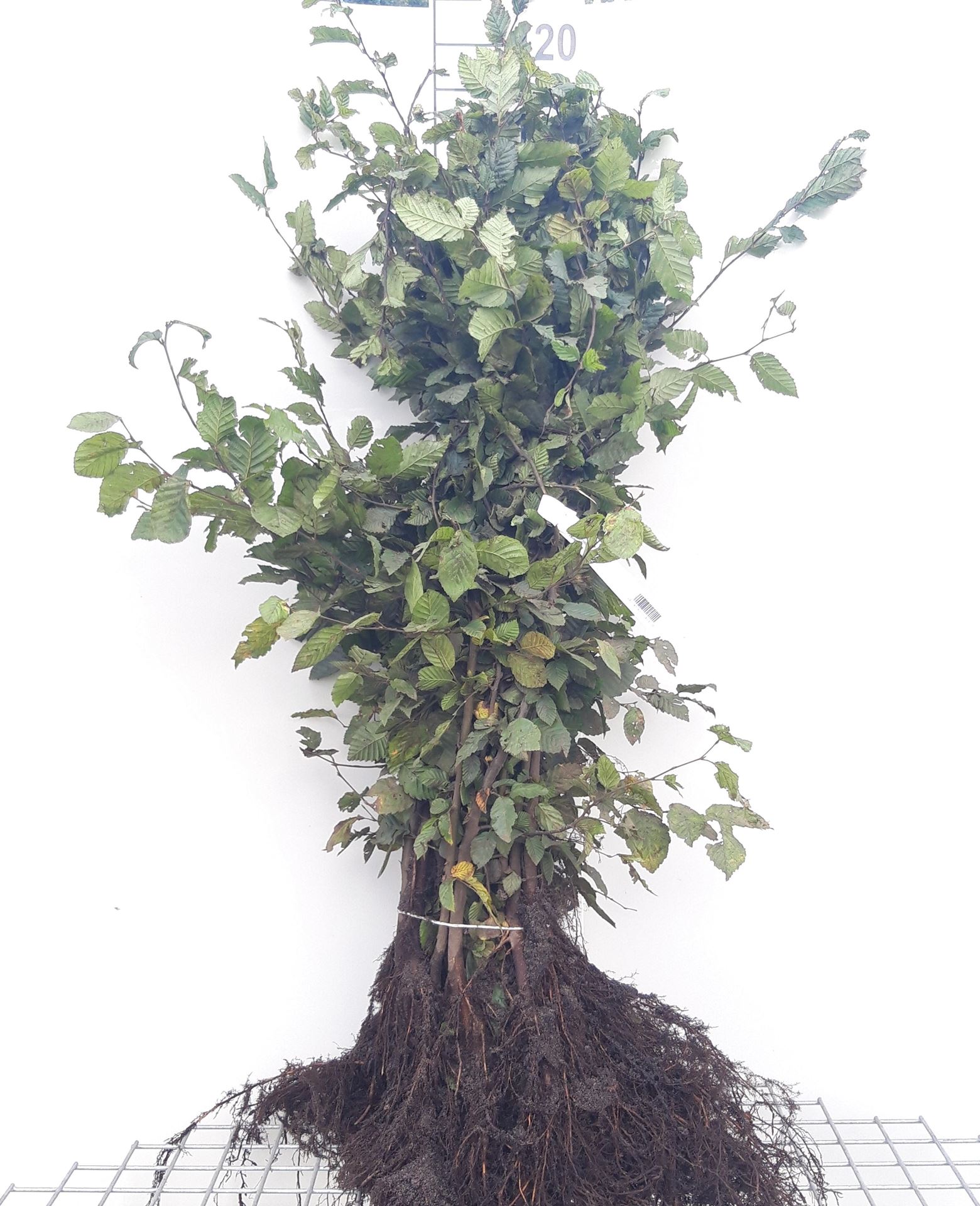 Carpinus betulus - blote wortel - 80-100 cm - 1+2 (leeftijdscode) - Haagbeuk / Gewone haagbeuk afbeelding