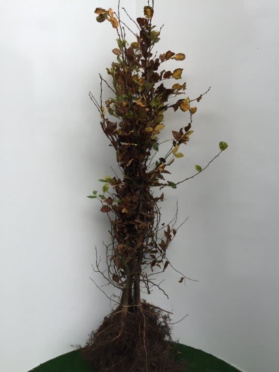Carpinus betulus - blote wortel - 125-150 cm - 1+2 (leeftijdscode) - Haagbeuk / Gewone haagbeuk afbeelding