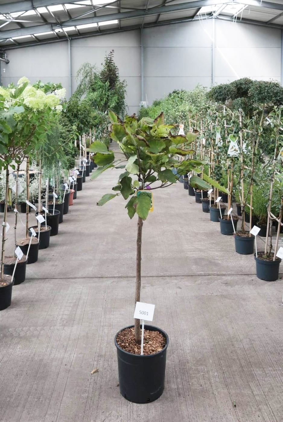 Catalpa bignonioides'Nana'- pot 18L - halfstam boom afbeelding