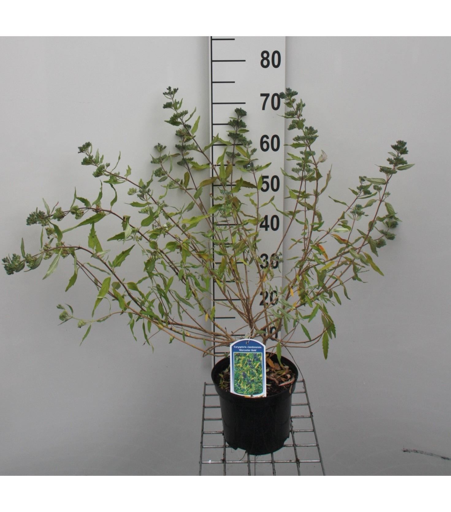 Caryopteris x clandonensis 'Worcester Gold' - pot - 30-40 cm
