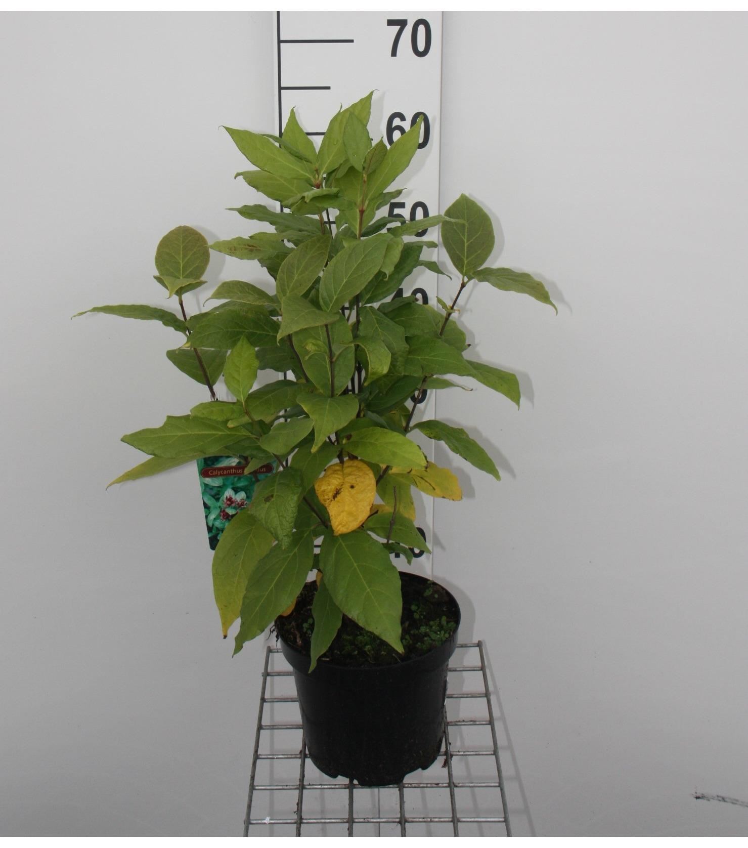 Calycanthus floridus - pot - 40-60 cm afbeelding