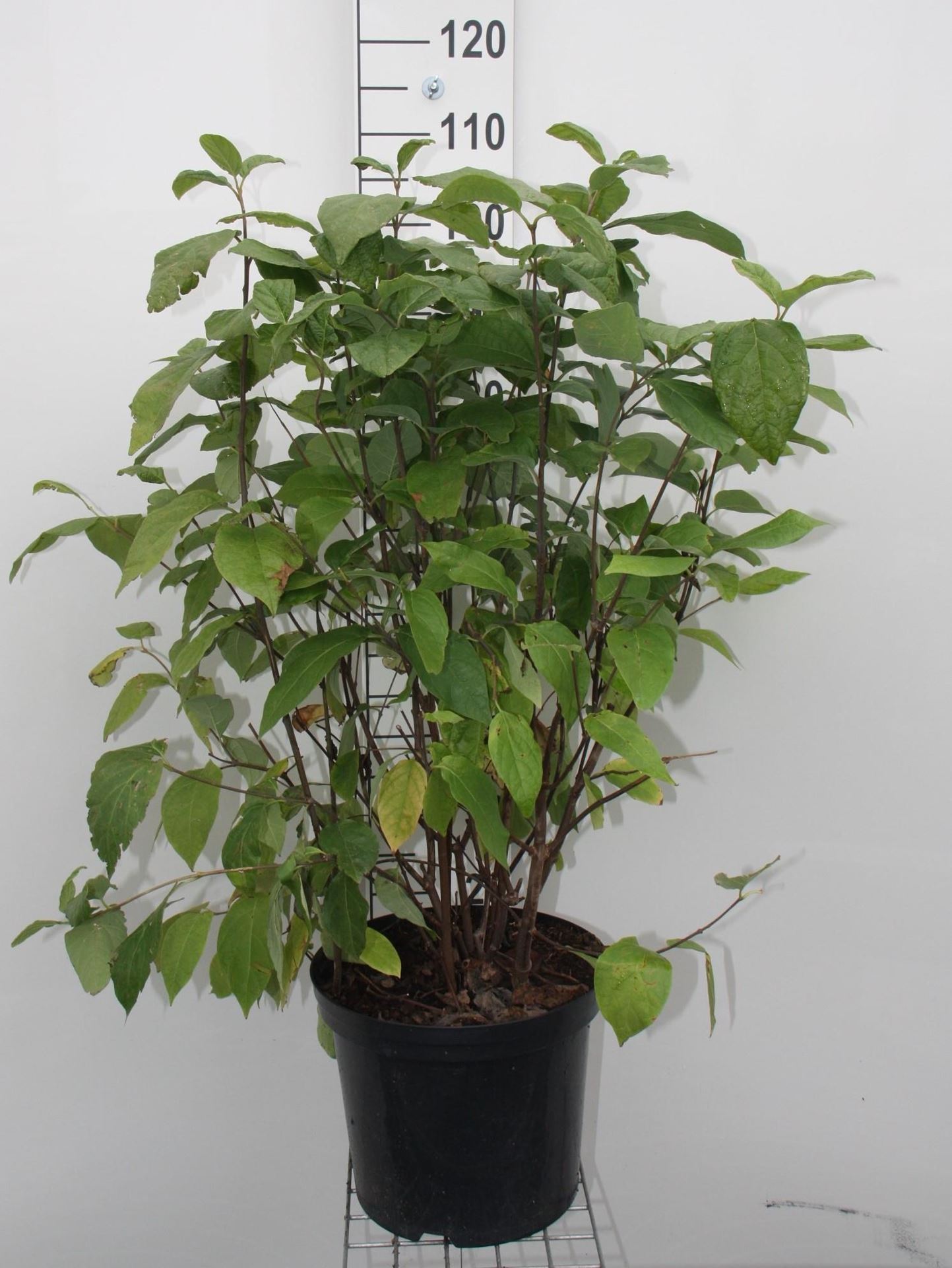 Calycanthus floridus - pot 12L - 80-100 cm afbeelding