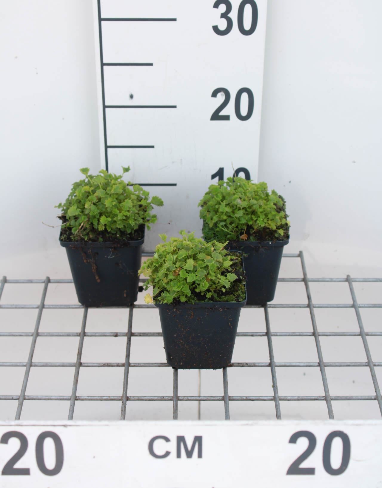 Campanula garganica - pot 9x9 cm afbeelding
