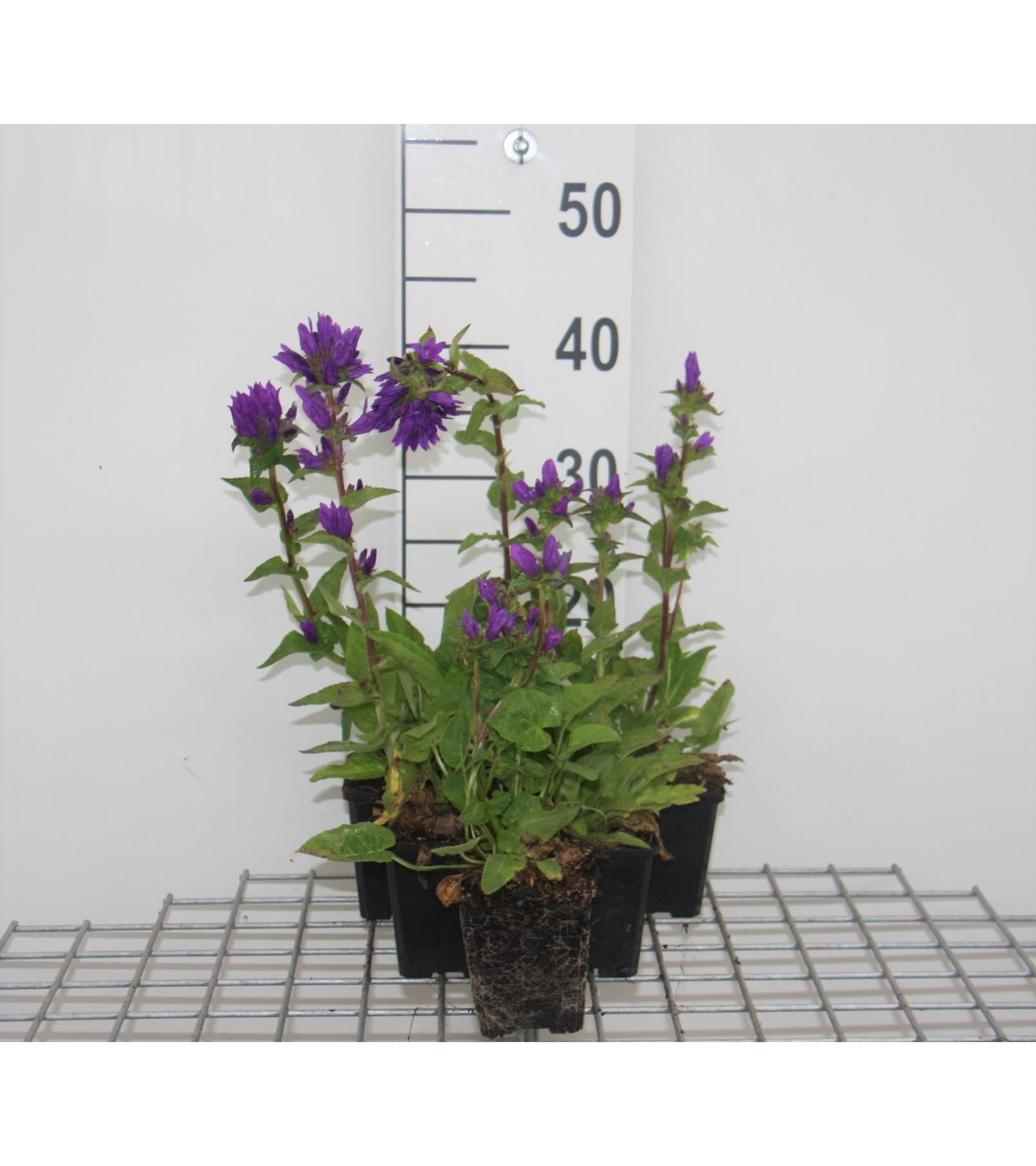 Campanula glomerata'Superba'- pot 9x9 cm - Kluwenklokje afbeelding