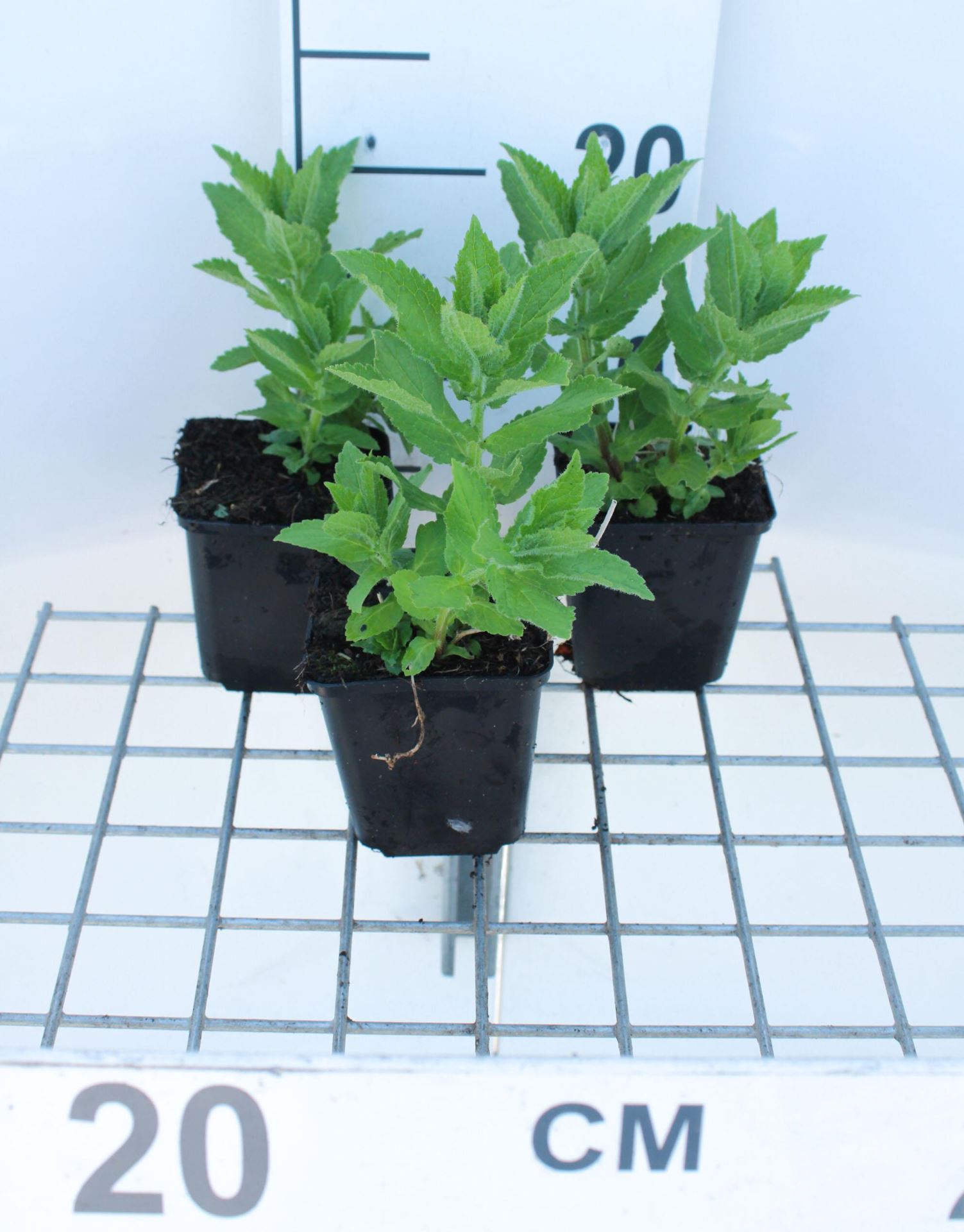 Campanula lactiflora'Prichard's Variety'- pot 9x9 cm afbeelding