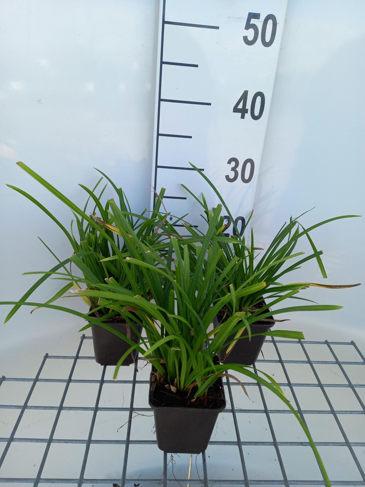 Carex morrowii'Irish Green'- pot 9x9 cm - Zegge afbeelding