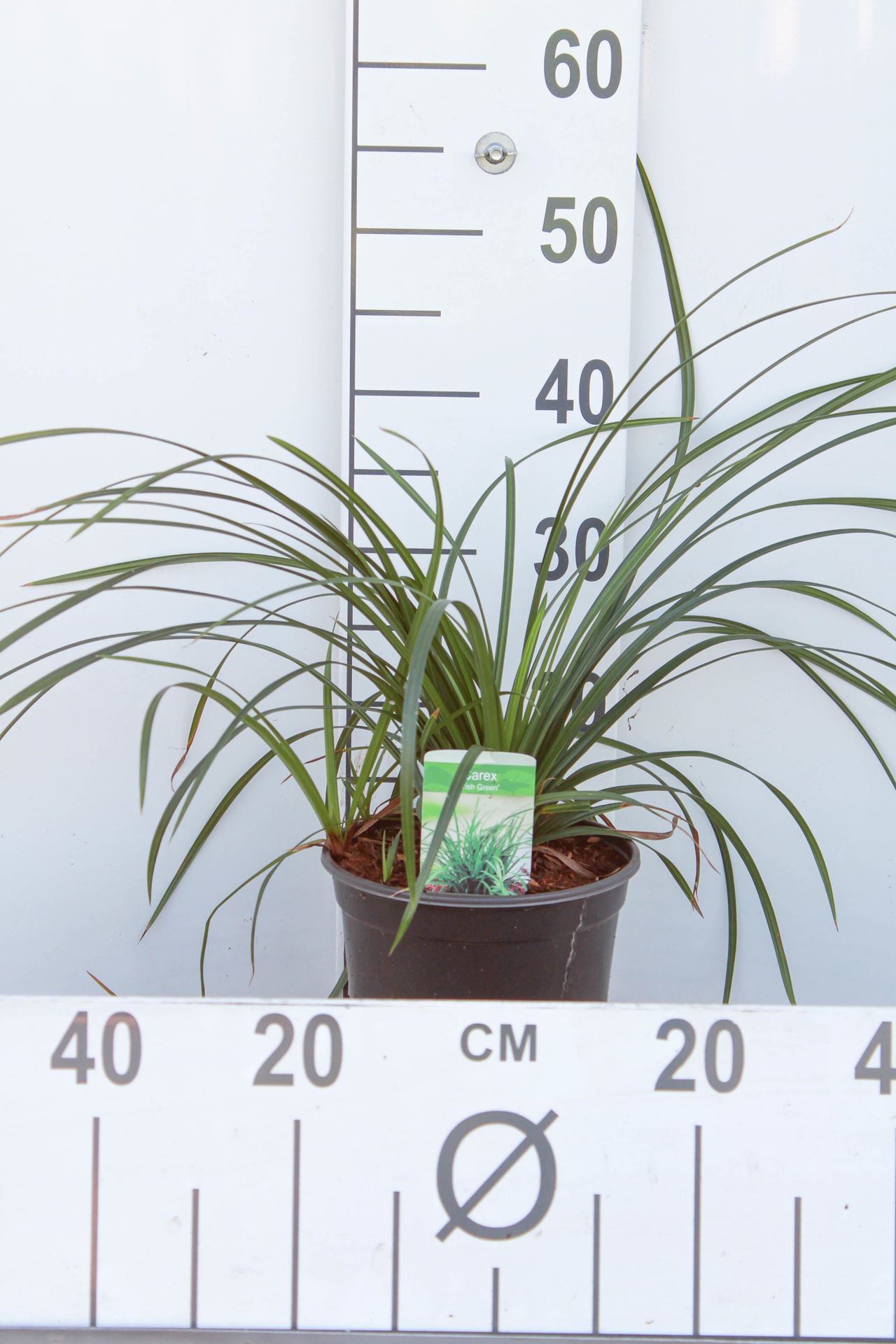 Carex morrowii'Irish Green'- pot 3L - Impalahulst afbeelding