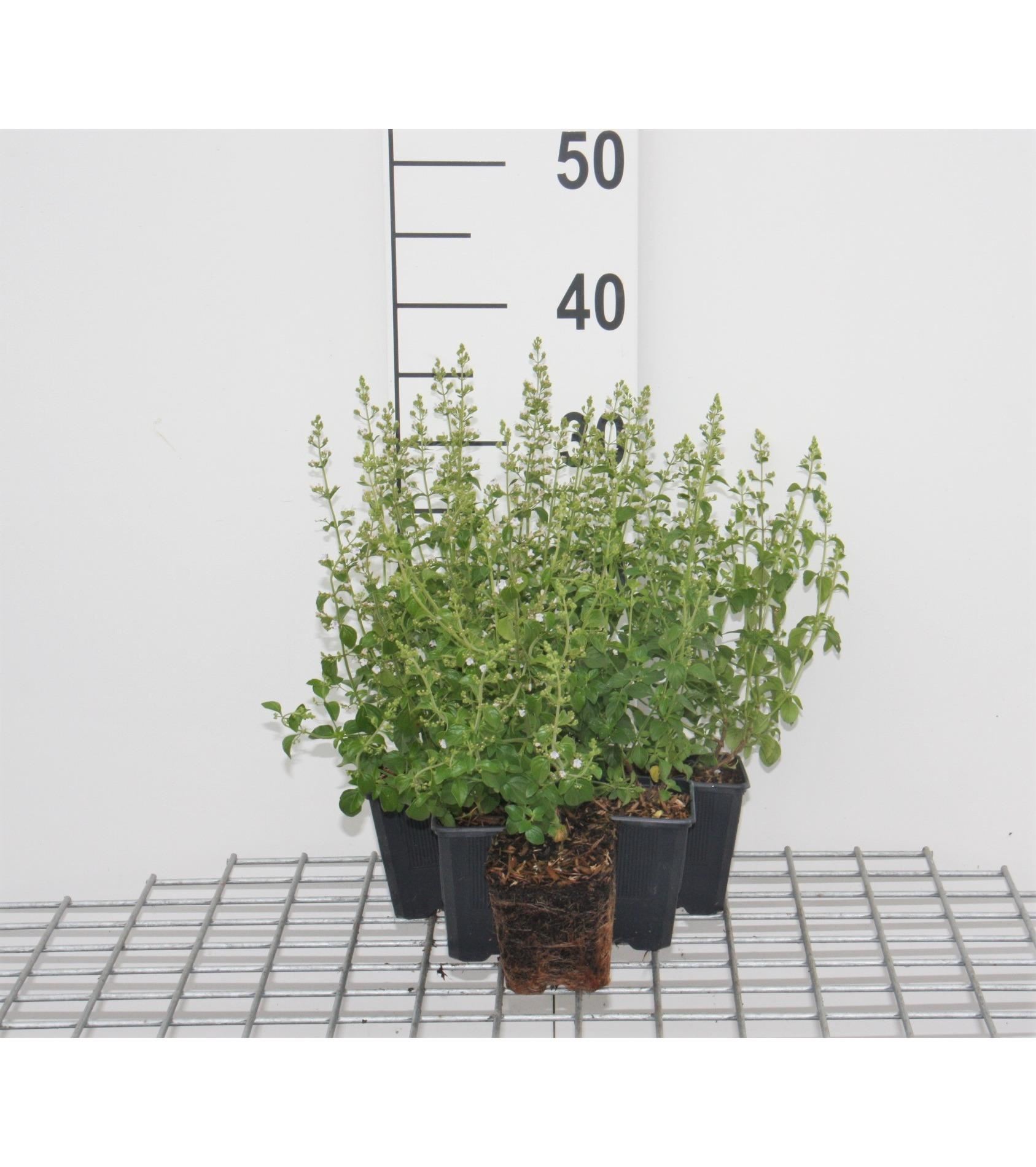 Calamintha nepeta - pot 9x9 cm - Kleine bergsteentijm / Kleinbloemige bergsteentijm afbeelding