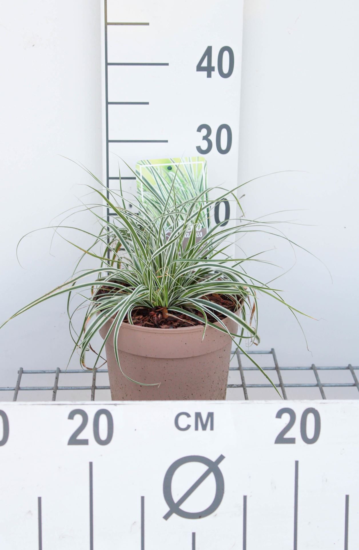 Carex oshimensis'Fiwhite'(Everest) - pot 3L afbeelding