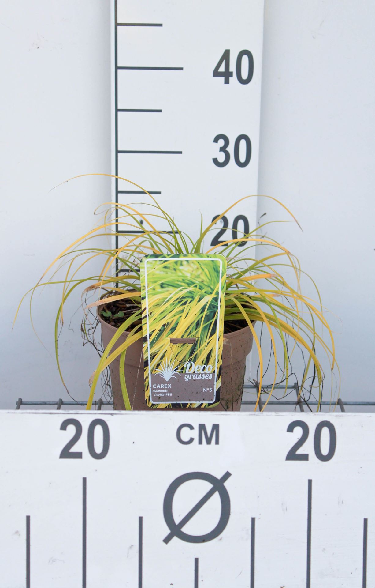 Carex oshimensis'Everillo'- pot 3L afbeelding