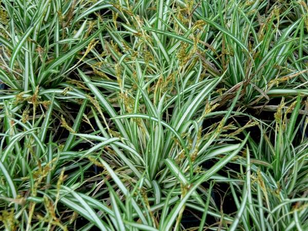 Carex ornithopoda 'Variegata' - pot 9x9 cm