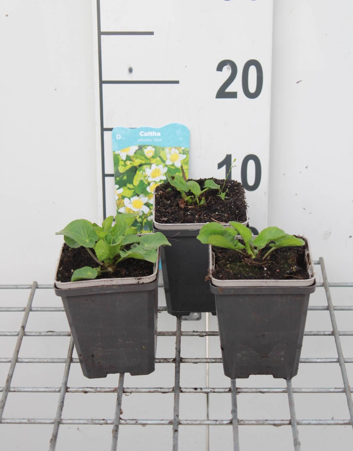 Caltha palustris var. alba - pot 9x9 cm afbeelding