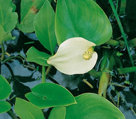 Calla palustris - pot 9x9 cm - Slangenwortel afbeelding