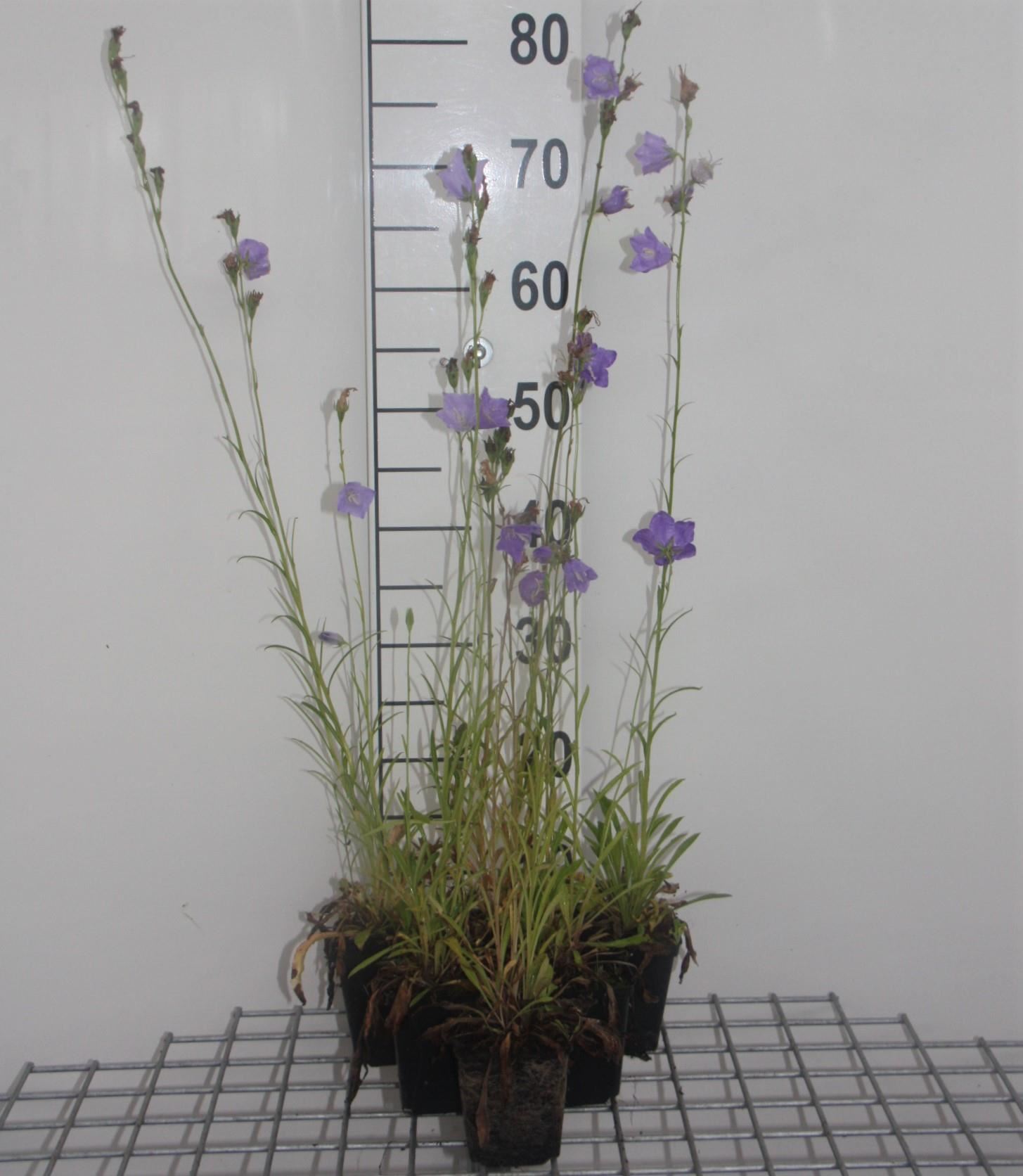 Campanula persicifolia'Grandiflora Coerulea'- pot 9x9 cm afbeelding