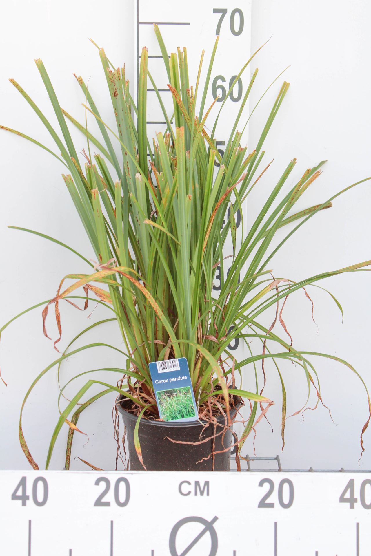 Carex pendula - pot 3L -