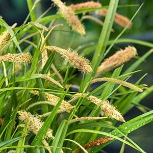 Carex pendula - biopot diameter 7 cm afbeelding