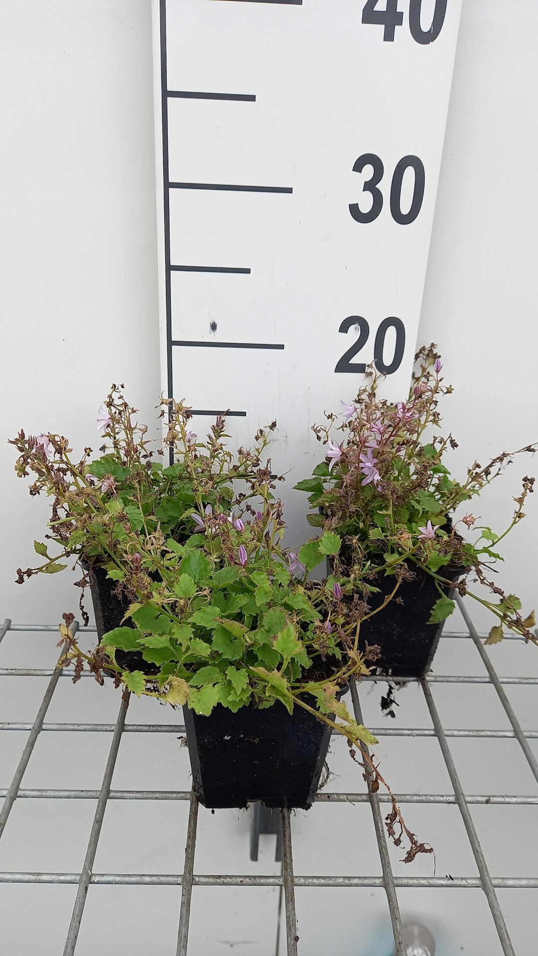 Campanula poscharskyana'Lisduggan Variety'- pot 9x9 cm afbeelding