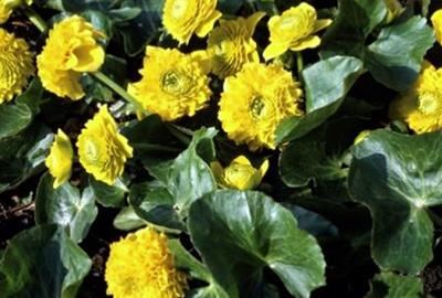 Caltha palustris'Plena'- pot 9x9 cm - afbeelding