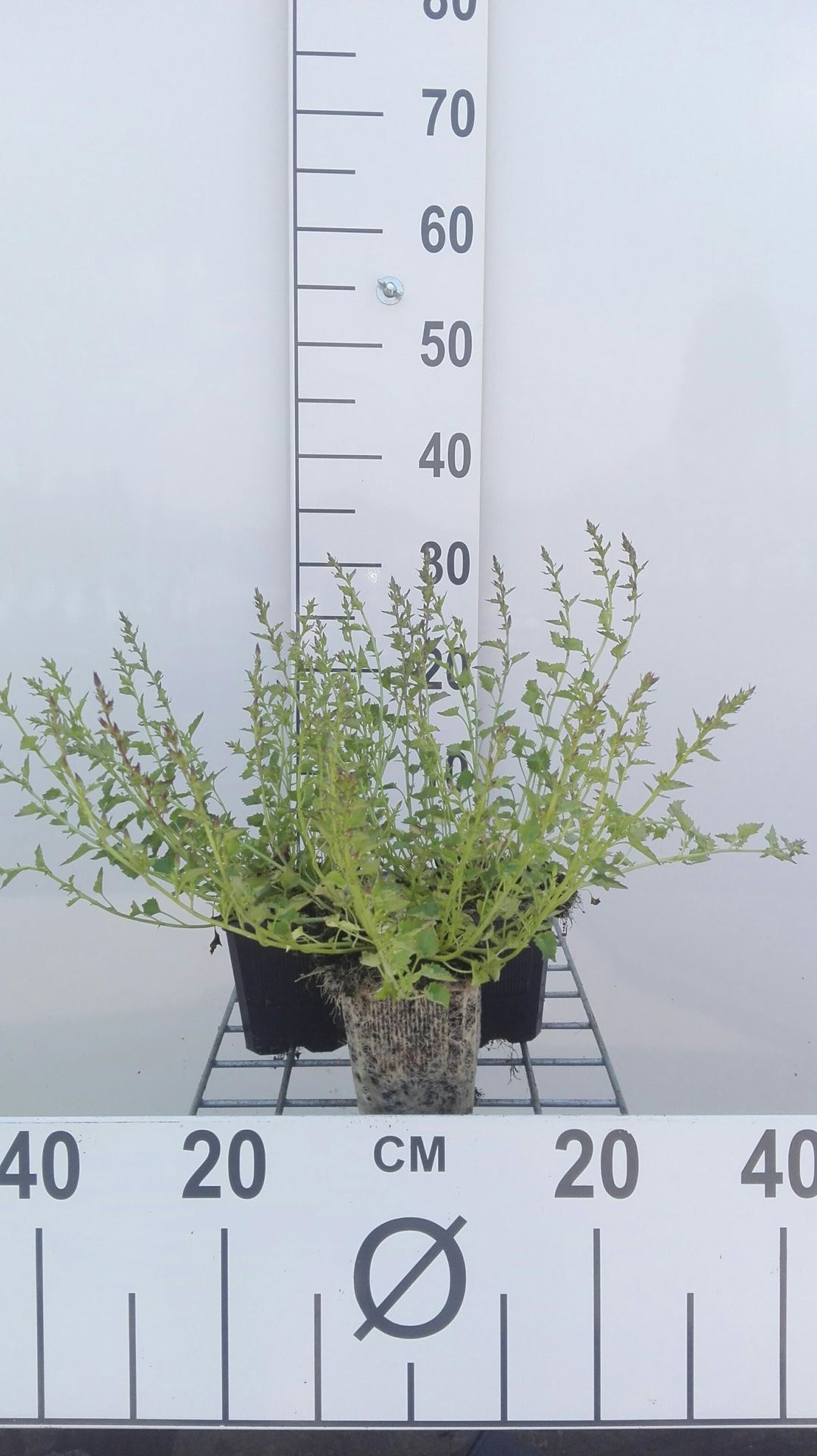 Campanula poscharskyana - pot 9x9 cm afbeelding