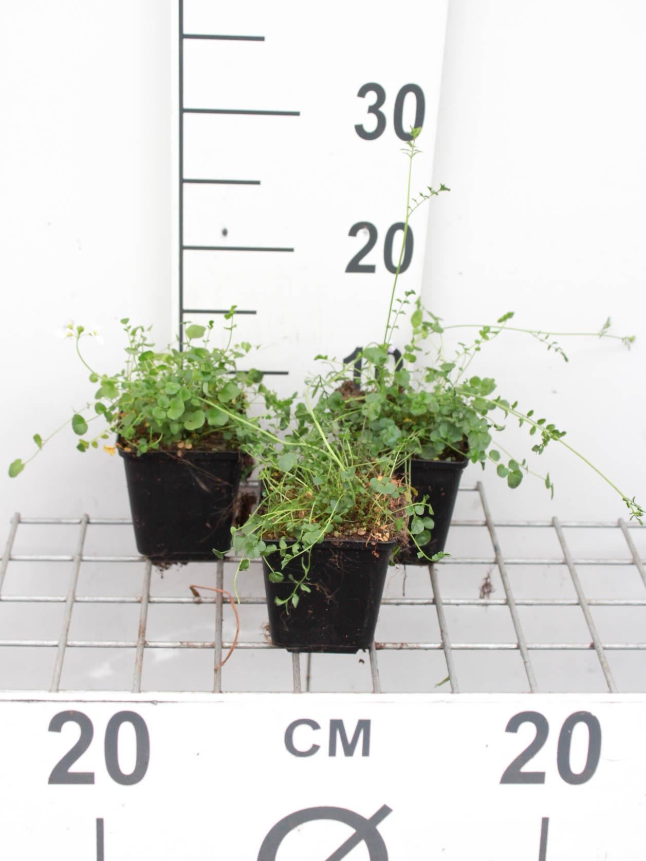 Cardamine pratensis - pot 9x9 cm - Pinksterbloem afbeelding