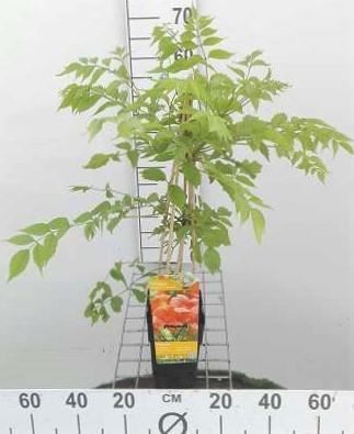 Campsis radicans'Flamenco'- pot - 50-60 cm afbeelding