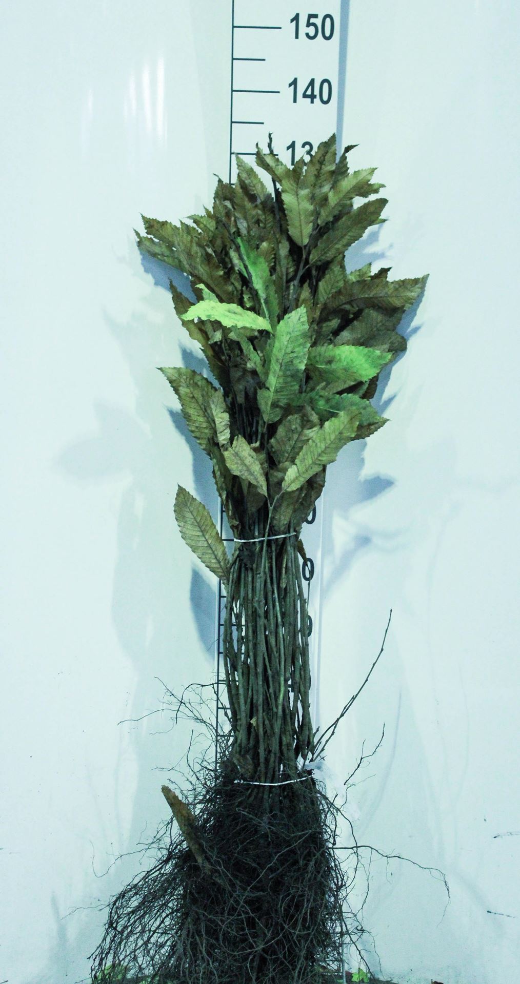 Castanea sativa - blote wortel - 60-90 cm afbeelding