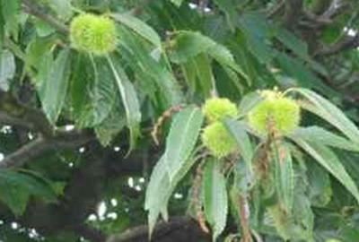 Castanea sativa'Dorée de Lyon'- blote wortel - struik afbeelding