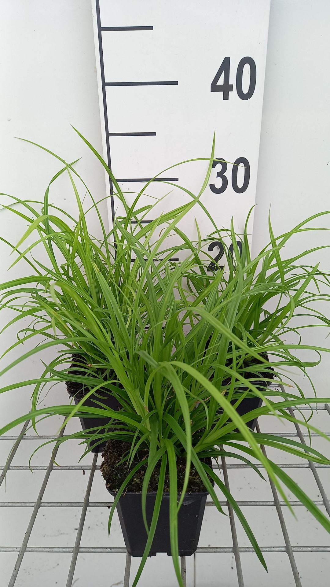 Carex sylvatica - pot 9x9 cm - Boszegge afbeelding