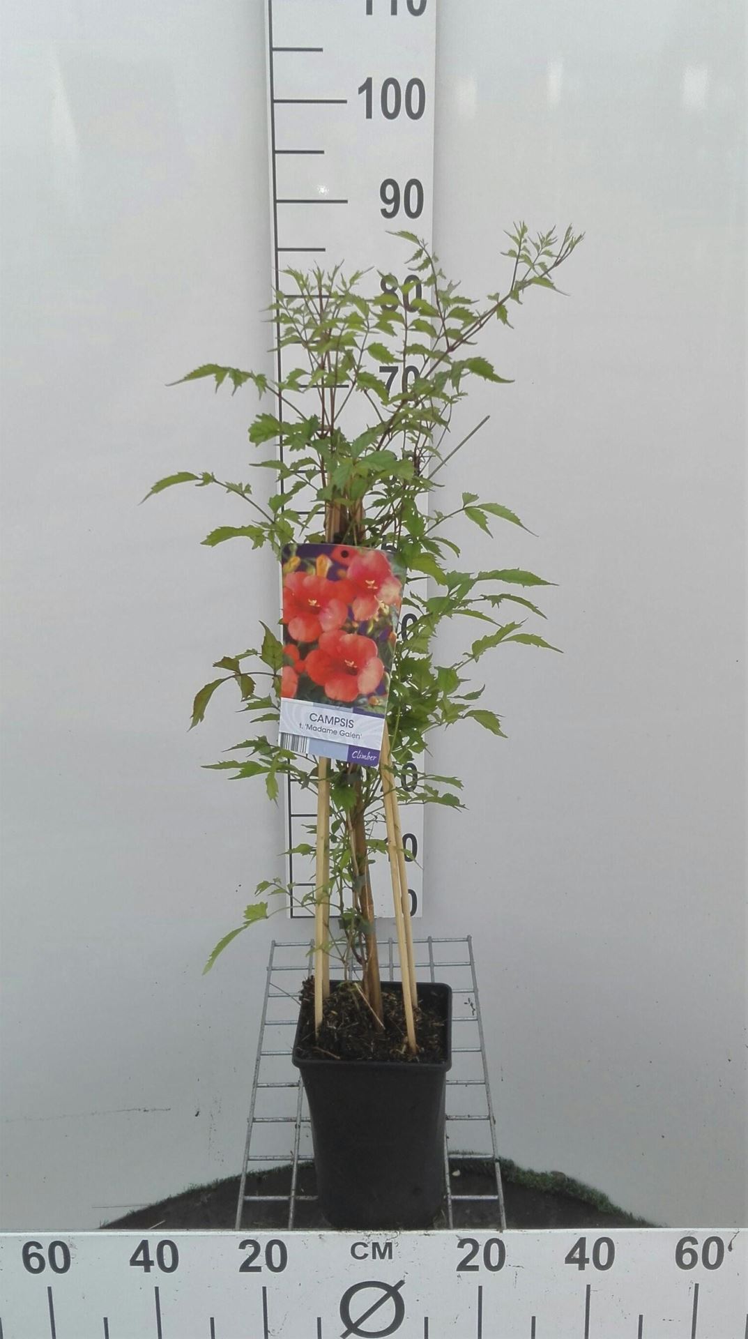 Campsis x tagliabuana 'Mme Galen' - pot - 50-60 cm -