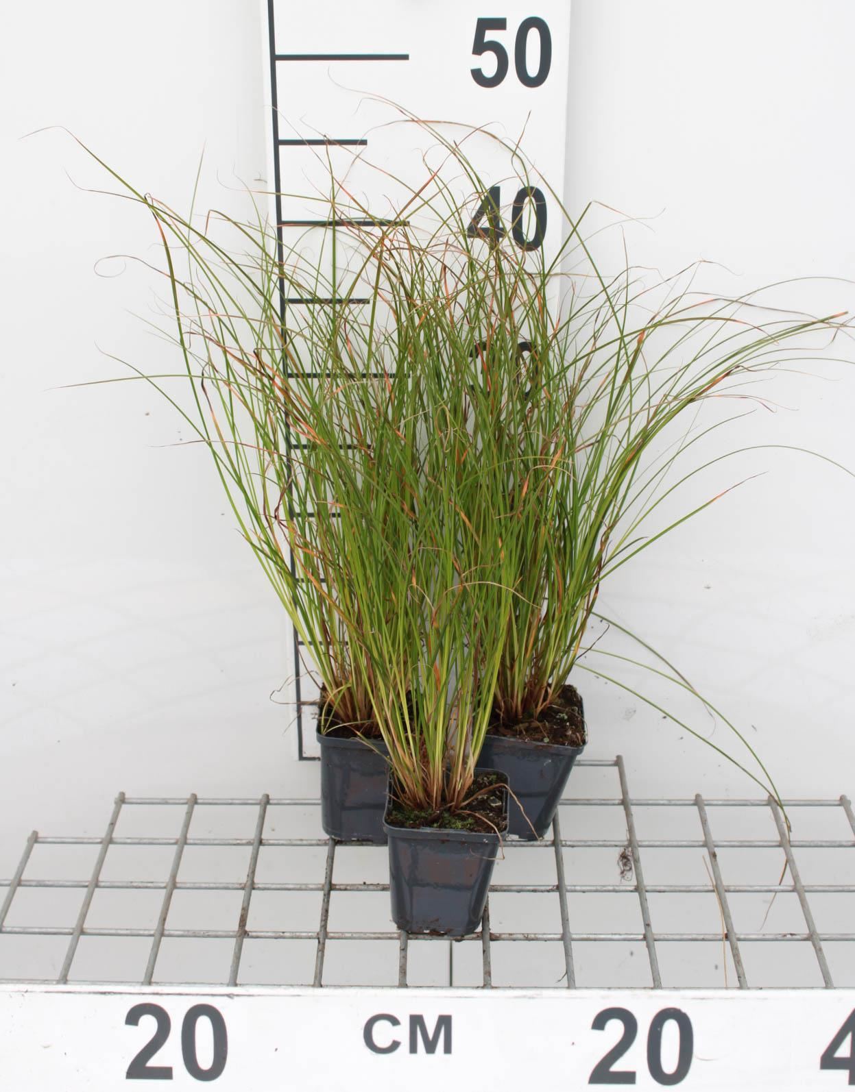 Carex testacea'Prairie Fire'- pot 9x9 cm - Zegge afbeelding