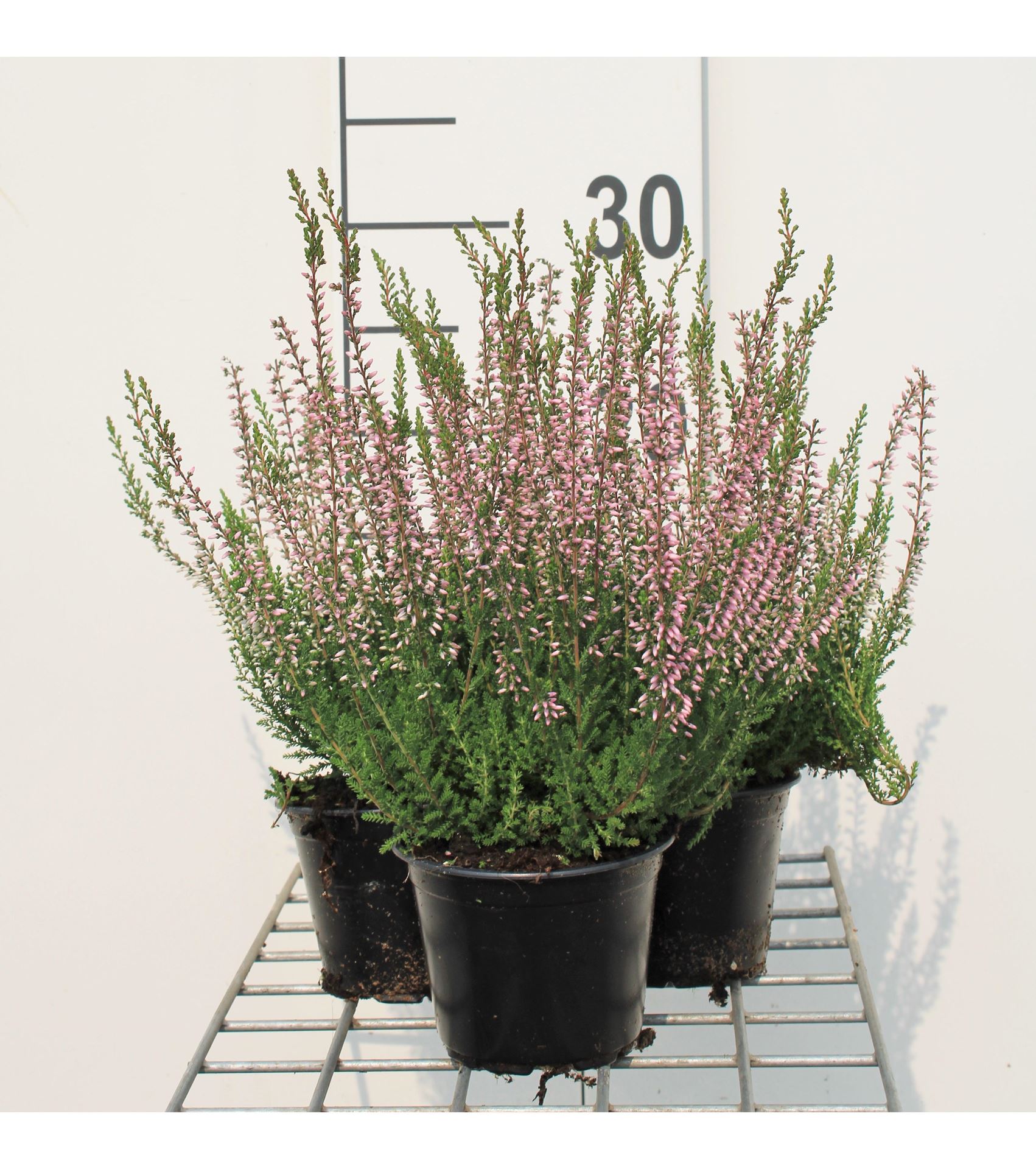 Calluna vulgaris - roze - pot diameter 10,5 cm - 10-12 cm - afbeelding