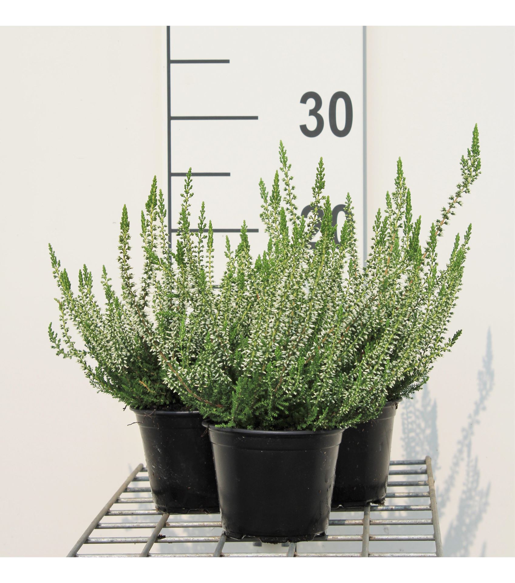 Calluna vulgaris - wit - pot diameter 10,5 cm - 10-12 cm - afbeelding