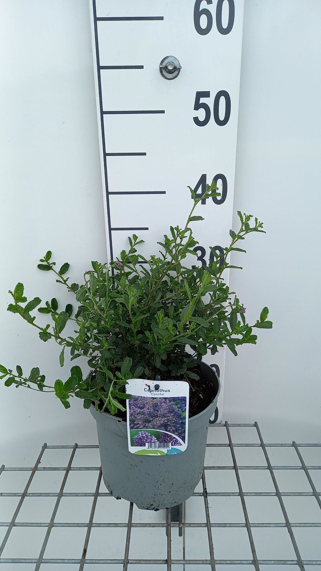 Ceanothus'Concha'- pot - 25-30 cm - Amerikaanse sering afbeelding