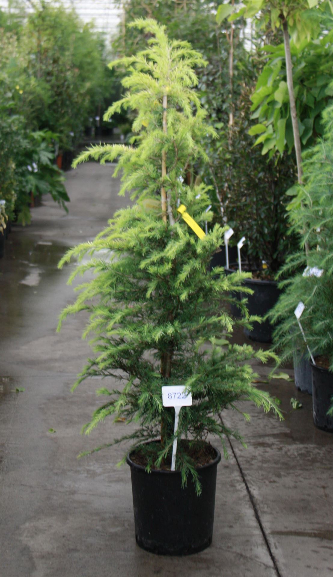 Cedrus deodara'Aurea'- pot 18L - 125-150 cm afbeelding