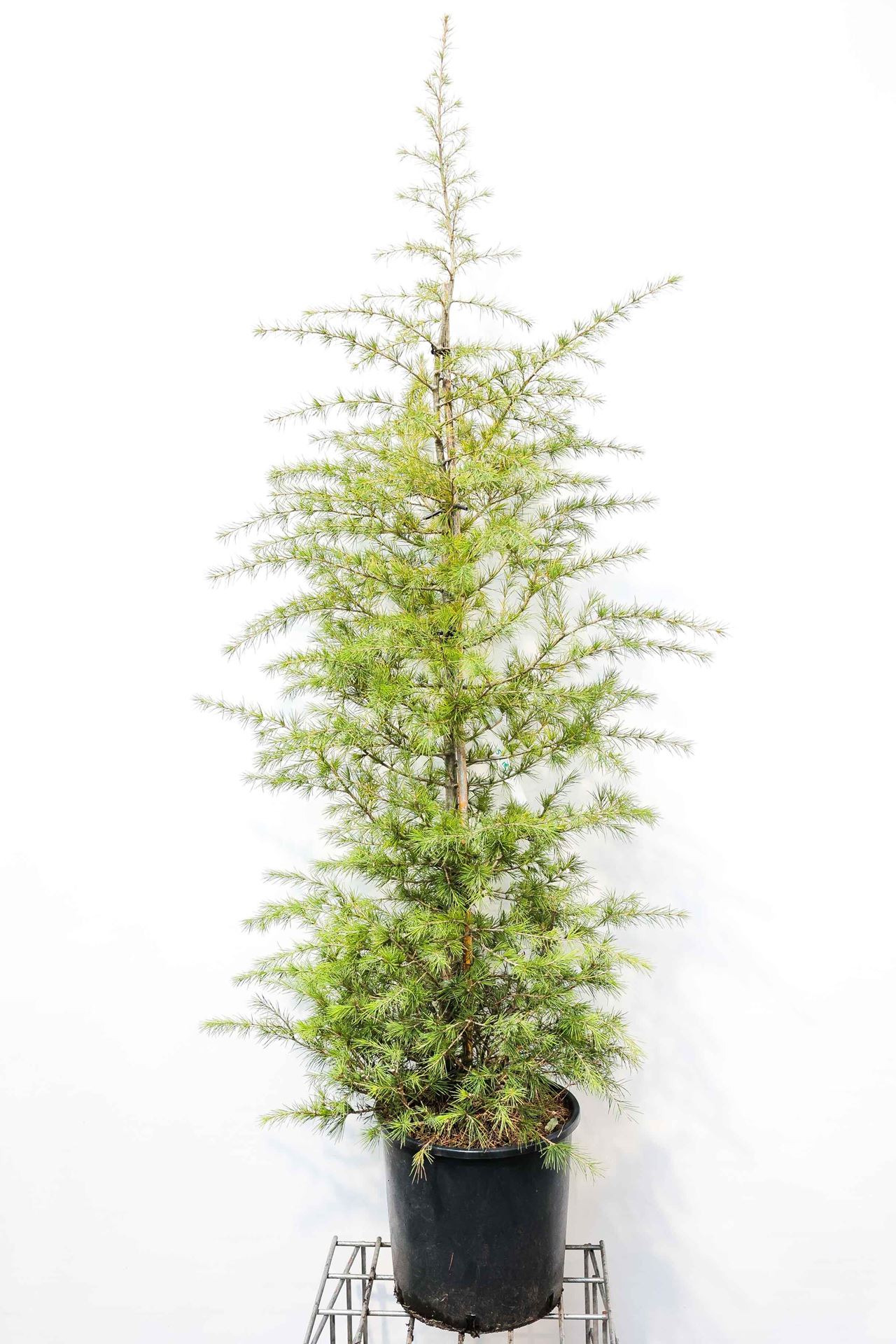Cedrus deodara - pot 18L - 125-150 cm afbeelding