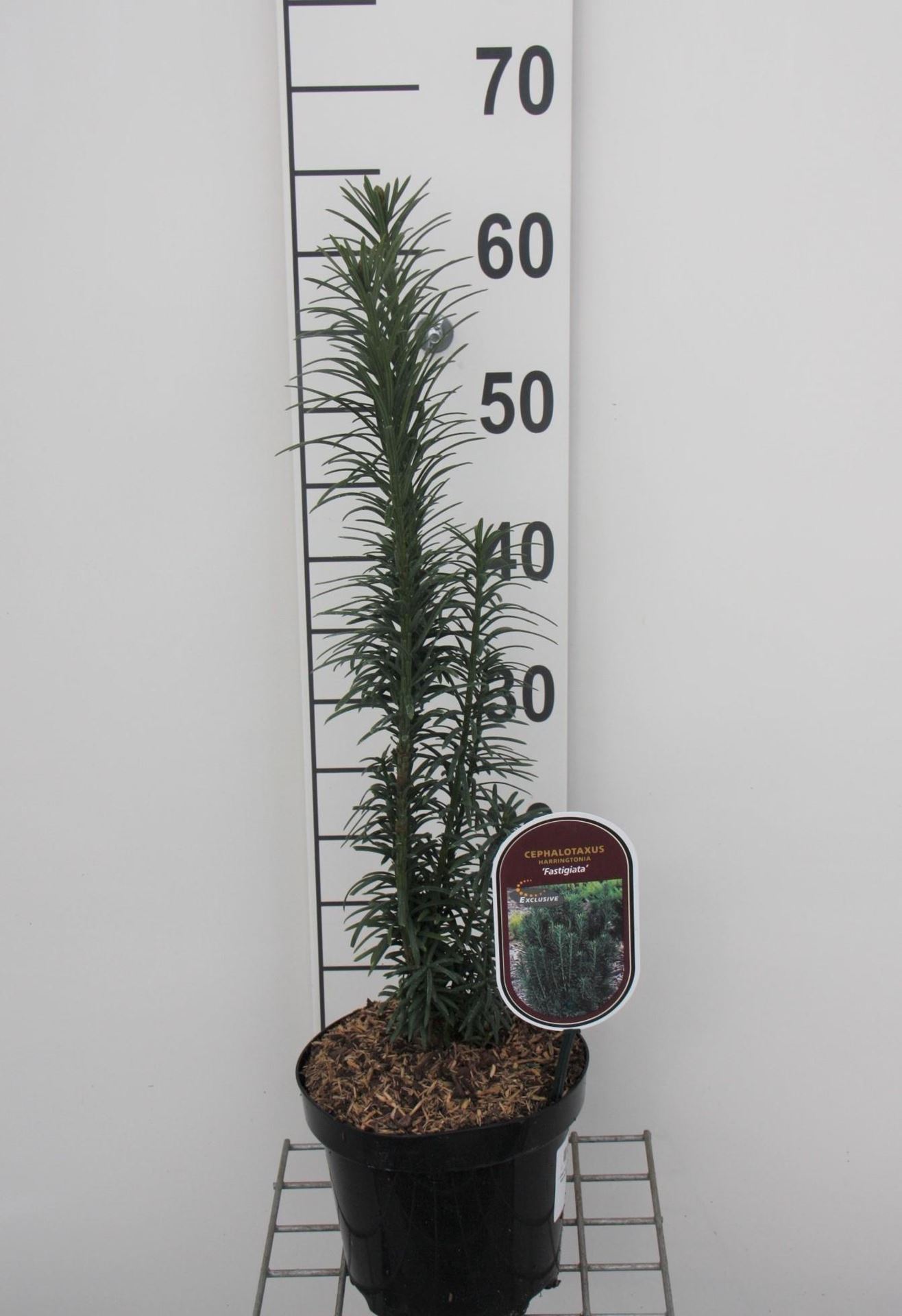 Cephalotaxus harringtonii'Fastigiata'- pot - 20-25 cm afbeelding