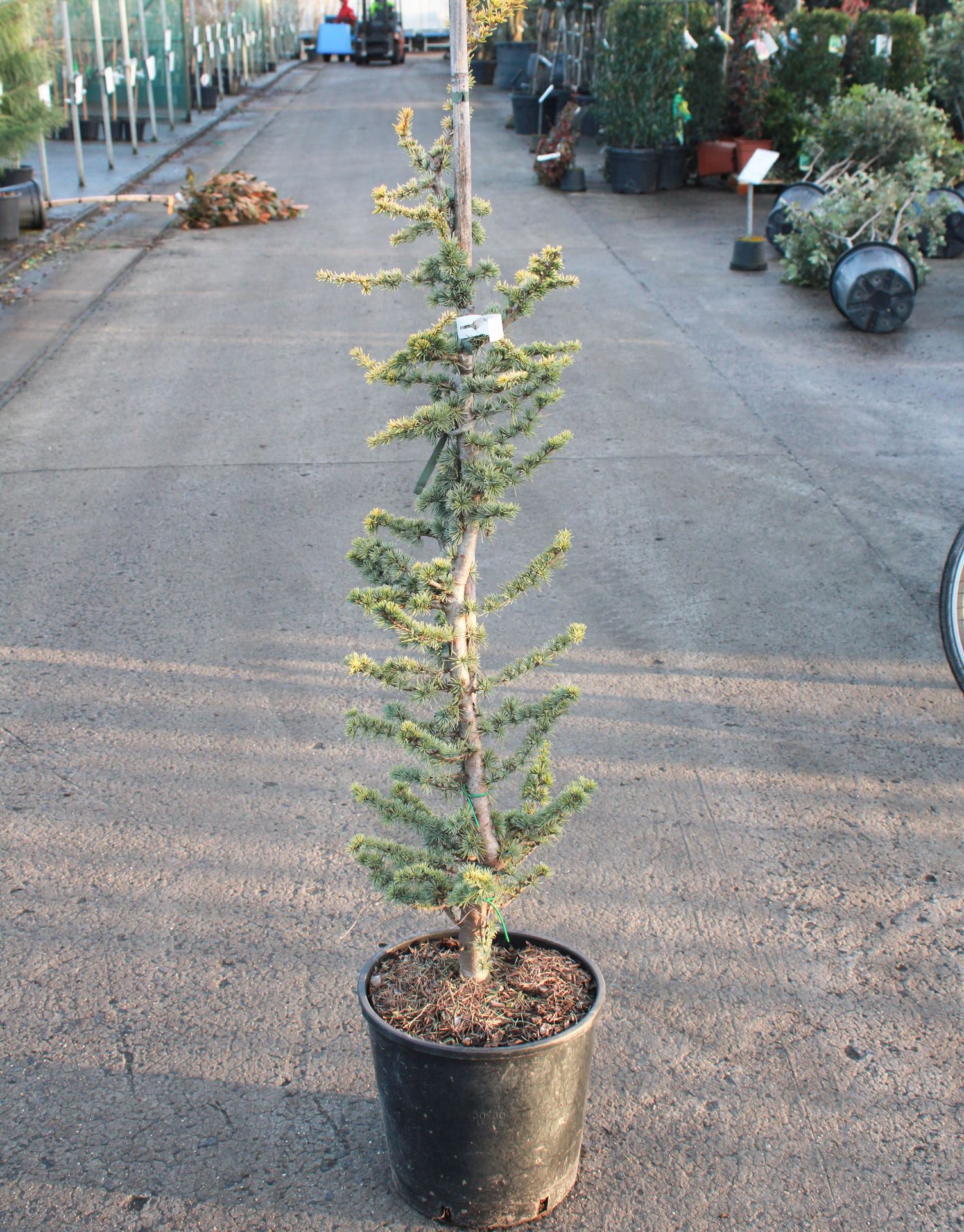 Cedrus atlantica'Glauca Pendula'- pot 18L - 125-150 cm afbeelding