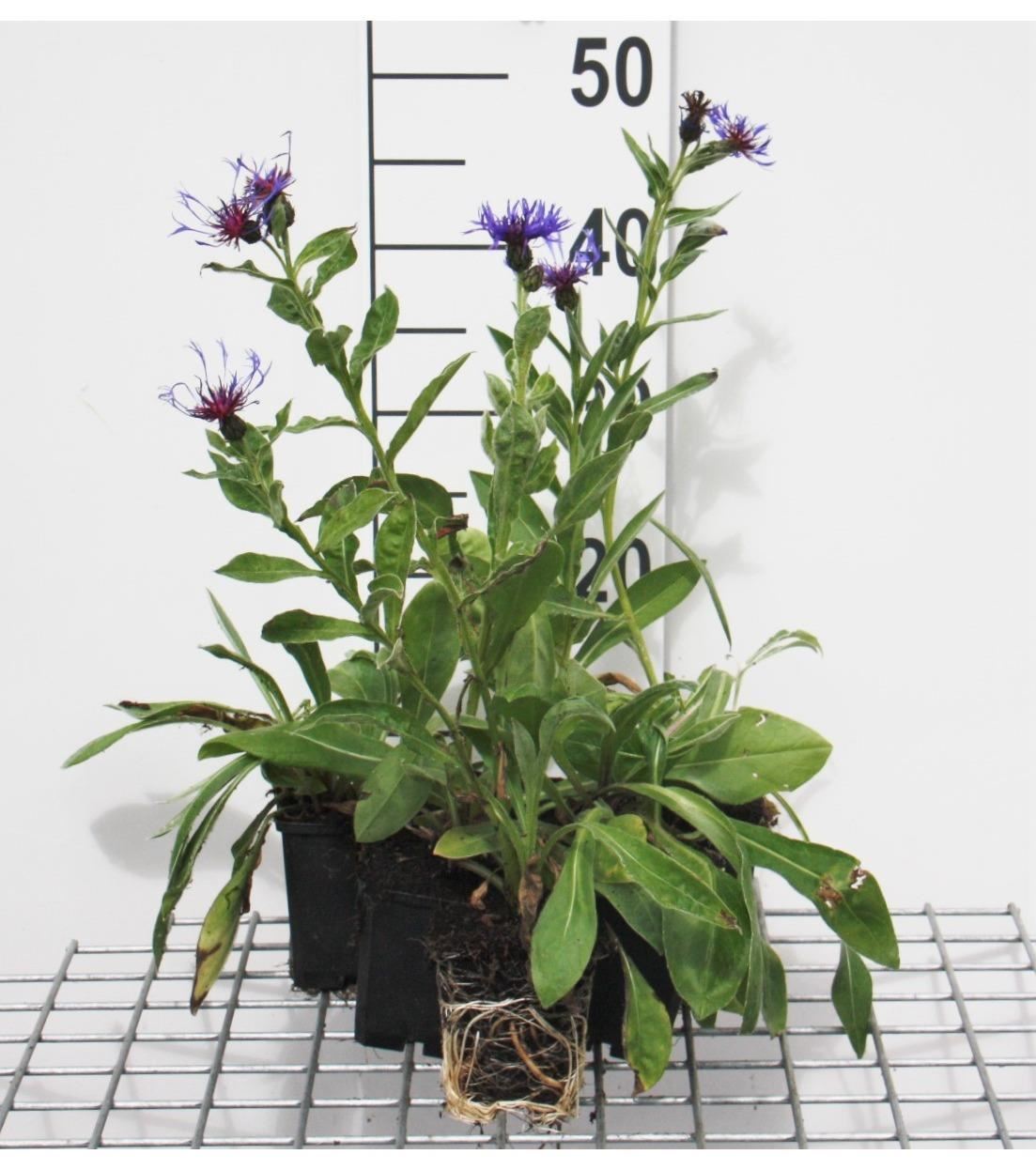 Centaurea montana'Coerulea'- pot 9x9 cm - Bergkorenbloem afbeelding