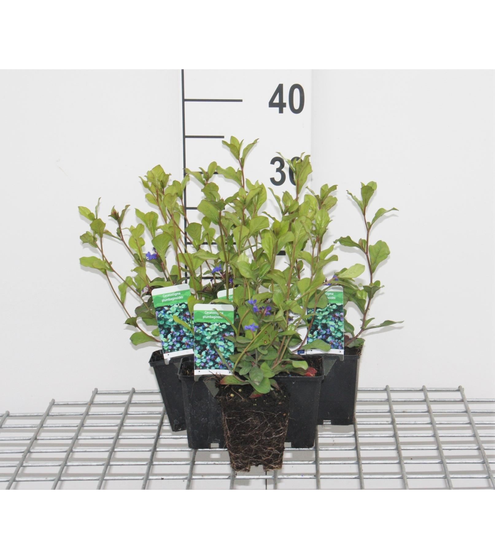 Ceratostigma plumbaginoides - pot 9x9 cm - Kruipend loodkruid / Lady Larpents loodkruid afbeelding