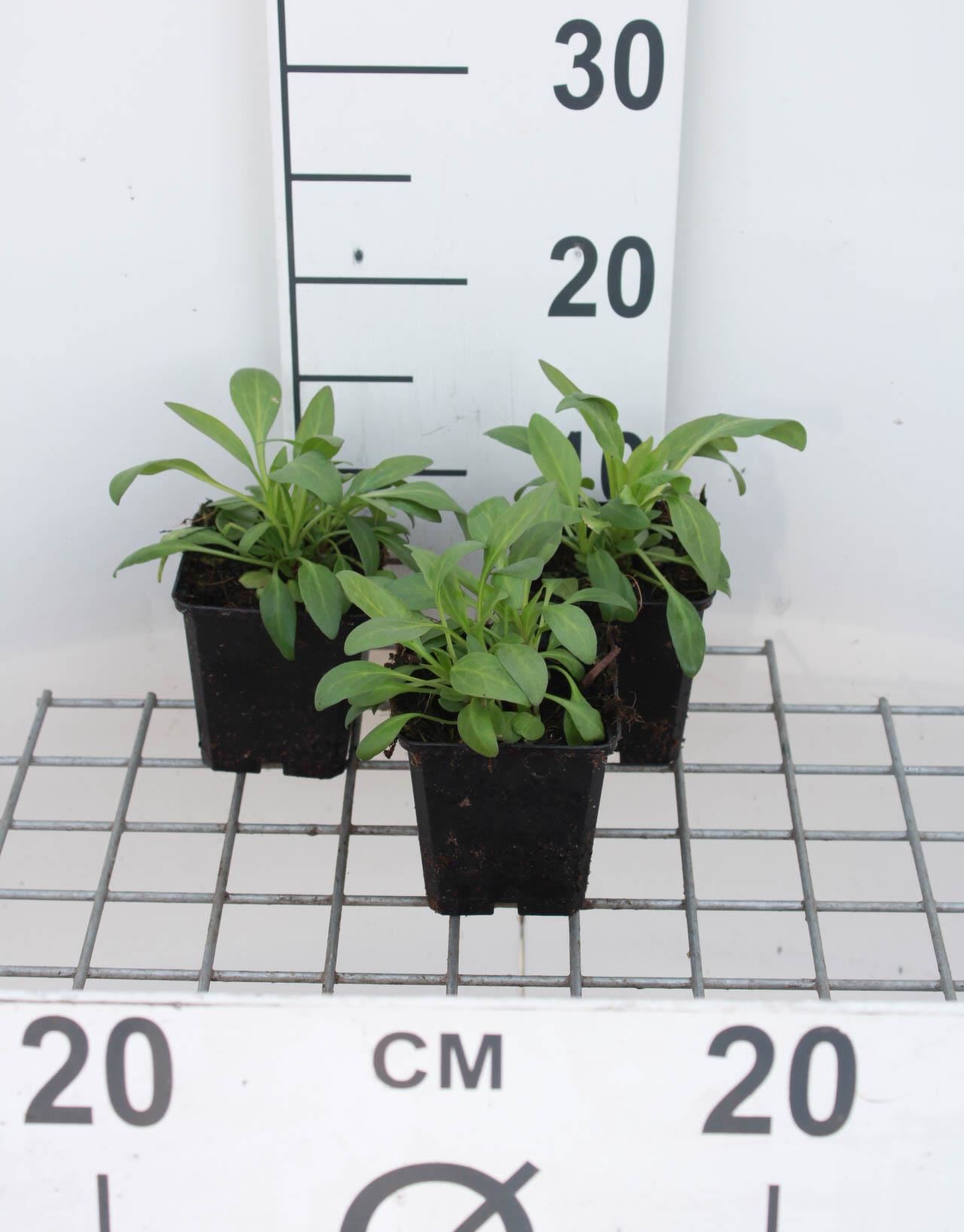 Centranthus ruber'Albus'- pot 9x9 cm afbeelding
