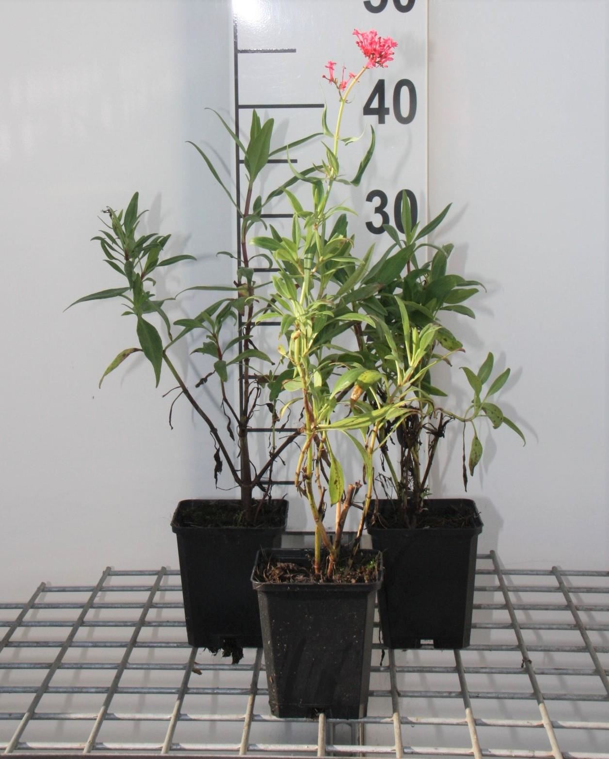Centranthus ruber'Coccineus'- pot 9x9 cm - Rode valeriaan, Spoorbloem afbeelding