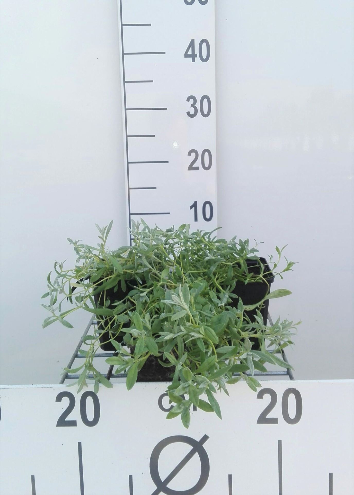 Cerastium tomentosum - pot 9x9 cm - Viltige hoornbloem afbeelding