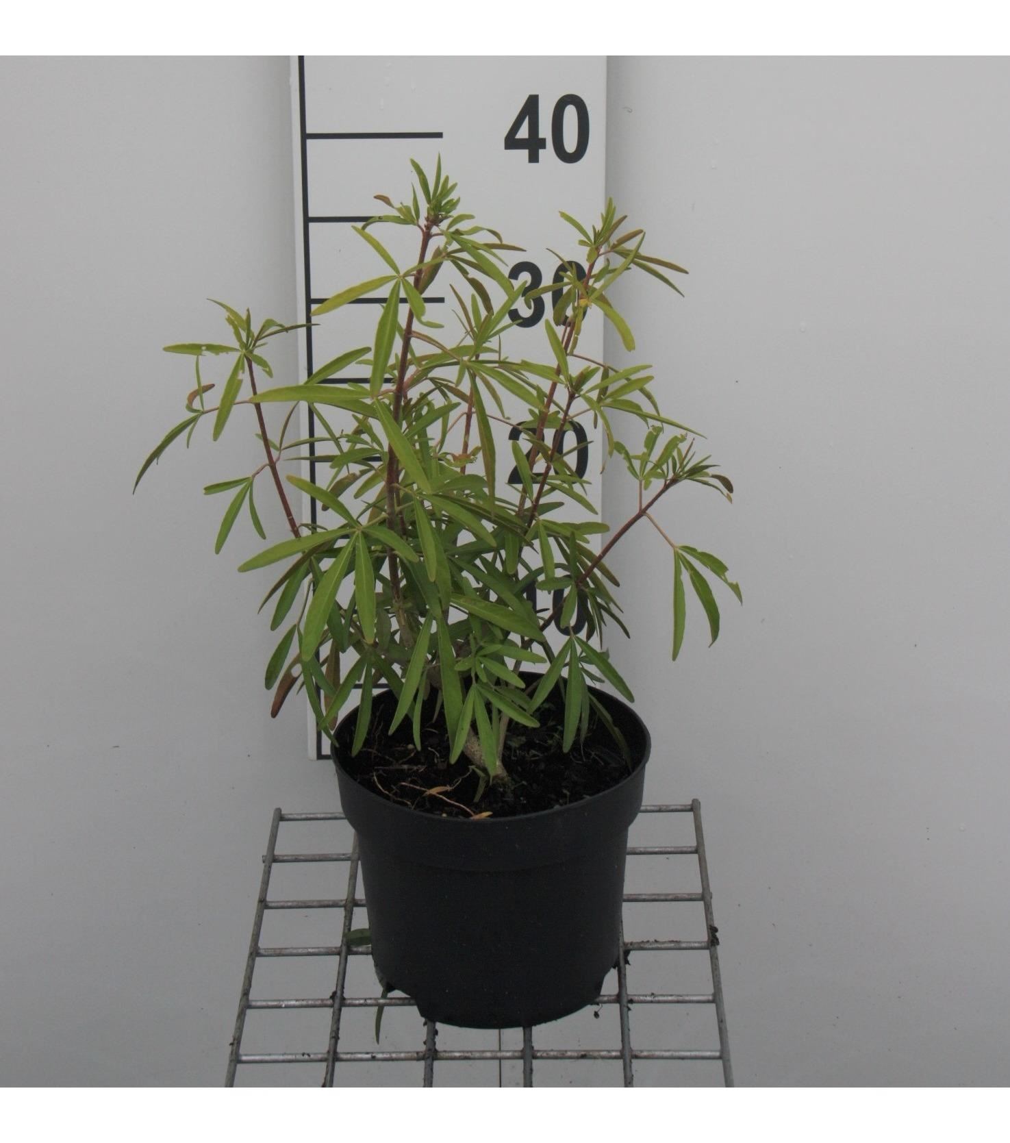 Choisya 'Aztec Pearl' - pot - 25-30 cm -