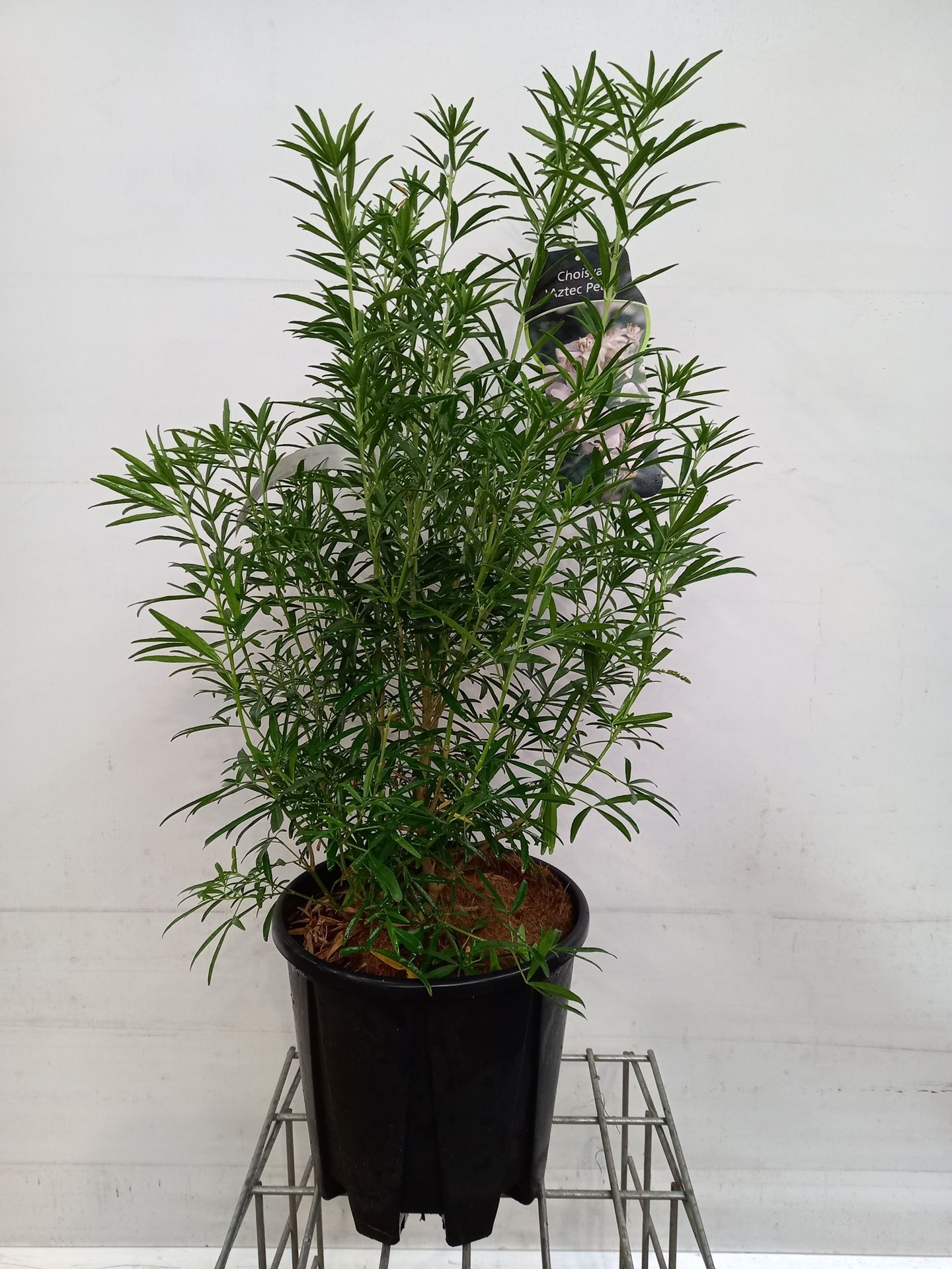 Choisya 'Aztec Pearl' - pot 15L - 60-80 cm