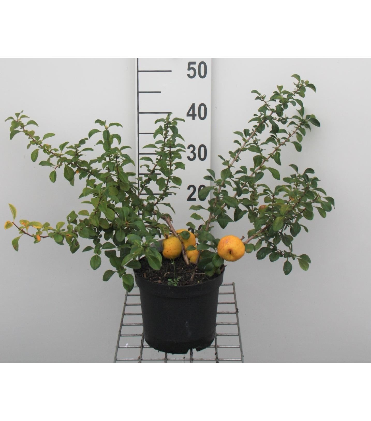 Chaenomeles japonica 'Sargentii' - pot - 30-40 cm
