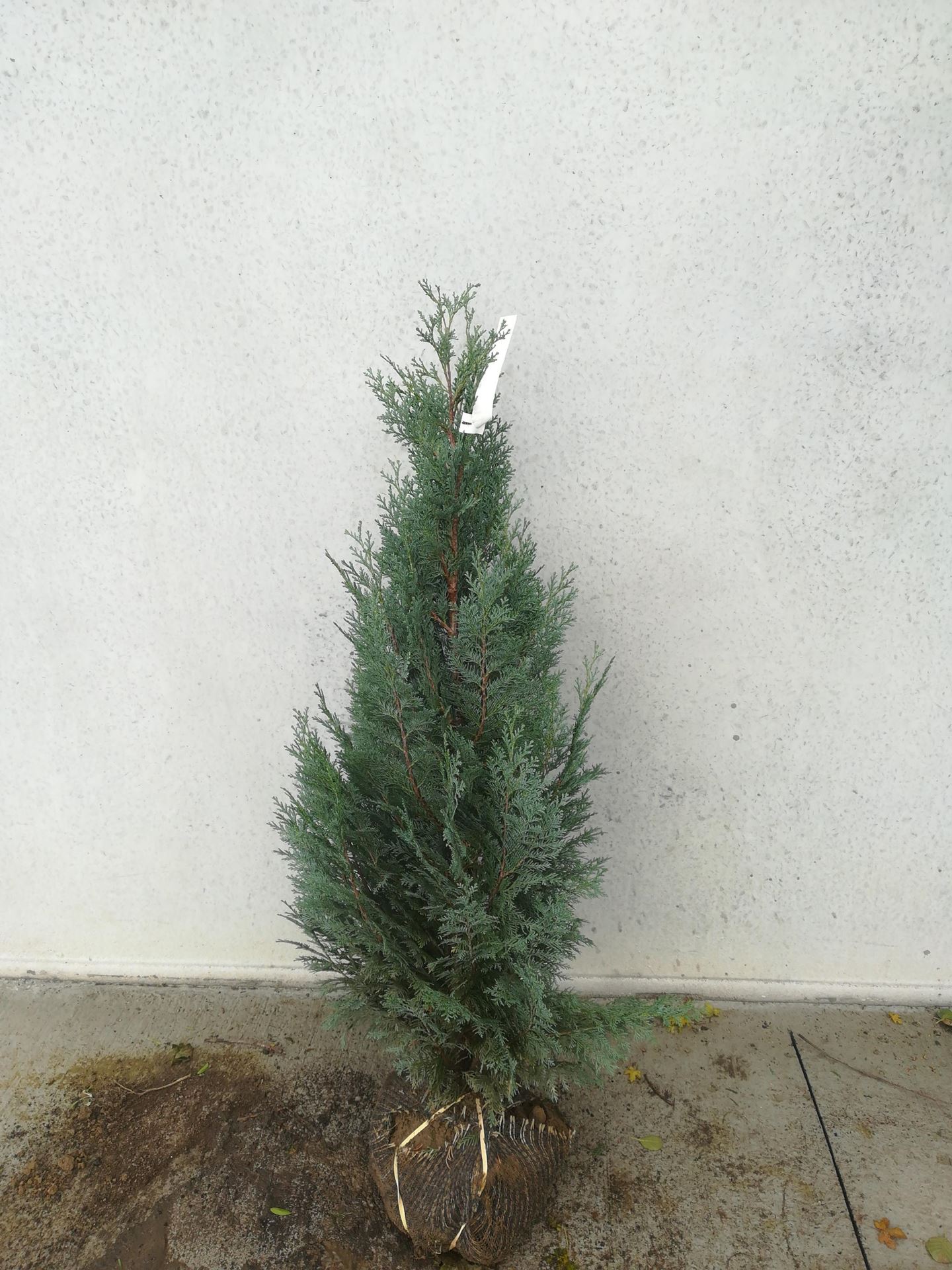 Chamaecyparis lawsoniana'Columnaris'- aardekluit - 100-125 cm afbeelding