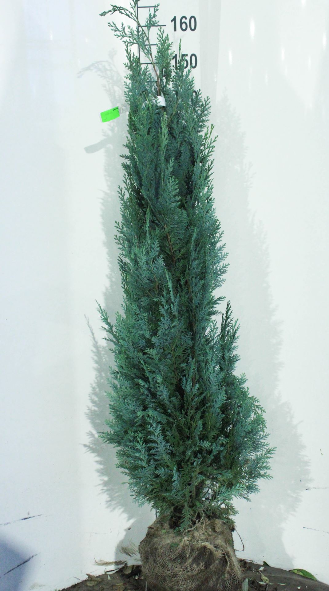 Chamaecyparis lawsoniana'Columnaris'- aardekluit - 125-150 cm afbeelding
